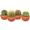 Plantiflor ZKAK Kaktus Mix Schale T13 H 30