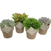 Plantiflor ZKAK Succulenten Mix T10 braune Keramik