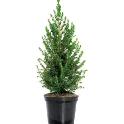 Plantiflor Zuckerhutfichte 80-100 cm