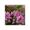 Plantiflor Zwerg-Rhododendron Bloombux Magenta Topf Durchmesser 17 cm