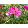 Plantiflor Alpenrose Graziella Topf Durchmesser 23 cm