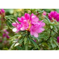 Plantiflor Alpenrose Graziella Topf Durchmesser 23 cm