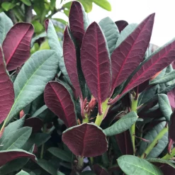 Plantiflor Alpenrose Wine und Roses Topf Durchmesser 23 cm