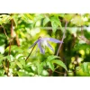 Plantiflor Alpenwaldrebe Blau Topf Durchmesser 17 cm