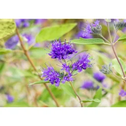 Plantiflor Bartblume Heavenly Blue Topf Durchmesser 19 cm