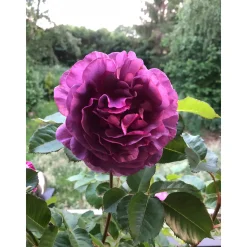 Plantiflor Beetrose Minerva Topf Durchmesser 24 cm