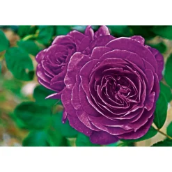 Plantiflor Beetrose Minerva Topf Durchmesser 24 cm