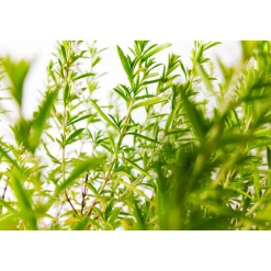 Plantiflor Bohnenkraut T14