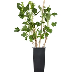 Plantiflor Brombeere Topf Durchmesser 17 cm