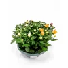 Plantiflor Crysantheme mehrfarbig 23 cm Schale