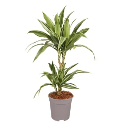 Plantiflor Drachenbaum in Sorten 60-75 cm T17