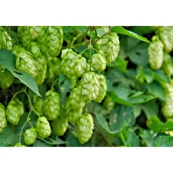 Plantiflor Echter Hopfen Topf Durchmesser 17 cm