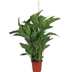 Plantiflor Einblatt 100 cm Topf 21 cm