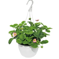 Plantiflor Erdbeeren-Ampel Topf Durchmesser 19 cm