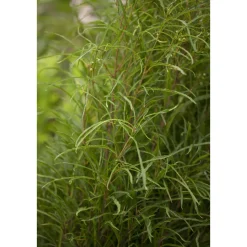 Plantiflor Farnblättriges Pulverholz Fine Line Topf Durchmesser 23 cm