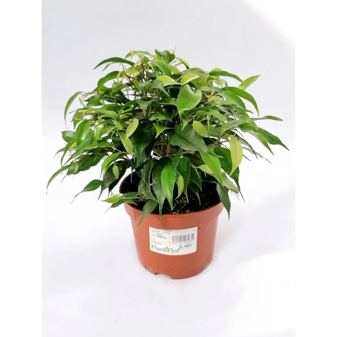 Plantiflor Ficus Green Kinky 30 cm T12