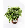 Plantiflor Ficus Kinky 30-35 cm gelb-bunt T12