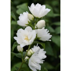 Plantiflor Gefüllter Gartenjasmin Topf Durchmesser 19 cm