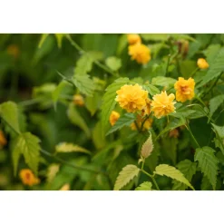 Plantiflor Gefüllter Ranunkelstrauch Topf Durchmesser 19 cm