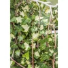 Plantiflor Gelbbunter Efeu Gloldheart Topf Durchmesser 17 cm