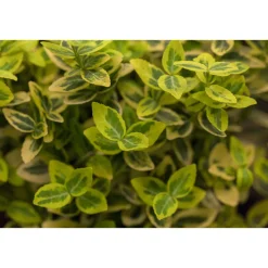 Plantiflor Gelbbunter Spindelstrauch Topf Durchmesser 15 cm