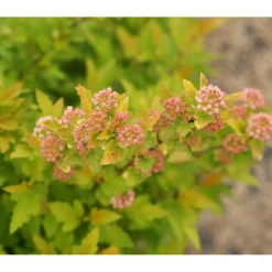 Plantiflor Gelbe Blasenspiere Proven Winners Tiny Win Gold Topf Durchmesser 19 cm