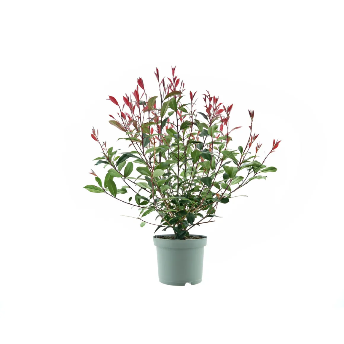 Plantiflor Glanzmispel Compacta Topf Durchmesser 23 cm