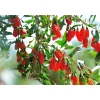 Plantiflor Goji Beere Topf Durchmesser 17 cm