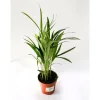 Plantiflor Goldfruchtpalme 35 cm T12