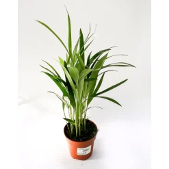 Plantiflor Goldfruchtpalme 35 cm T12