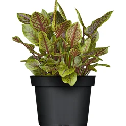 Plantiflor Gourmetkräuter Salatkräuter und Kräuterbutter Topf Durchmesser 13 cm