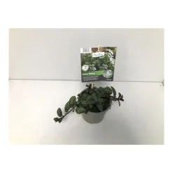 Plantiflor Gourmetkräuter Echte Minze Topf Durchmesser 12 cm