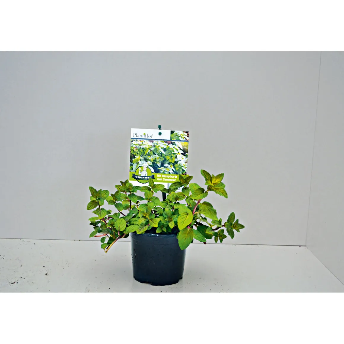 Plantiflor Gourmetkräuter Echte Minze Topf Durchmesser 12 cm