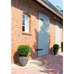 Plantiflor Grüne Stechpalme Robustico Topf Durchmesser 17 cm