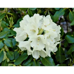 Plantiflor Großblumige Alpenrose Goldkrone Topf Durchmesser 17 cm