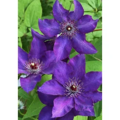 Plantiflor Großblumige Waldrebe The President Topf Durchmesser 17 cm