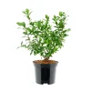 Plantiflor Heidelbeere Hortblue Petite Topf Durchmesser 17 cm