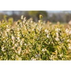 Plantiflor Heidelbeere Hortblue Petite Topf Durchmesser 17 cm