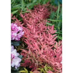 Plantiflor Heiliger Bambus Topf Durchmesser 15 cm