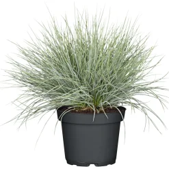 Plantiflor Herbstpflanzen Silberner Herbst 6er-Pack