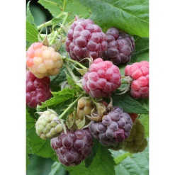 Plantiflor Himbeere Glen Coe Topf Durchmesser 17 cm