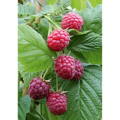 Plantiflor Himbeere Glen Coe Topf Durchmesser 17 cm