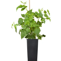 Plantiflor Himbeere Malling Promise Topf Durchmesser 17 cm