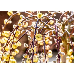 Plantiflor Hängekätzchenweide Topf Durchmesser 17 cm