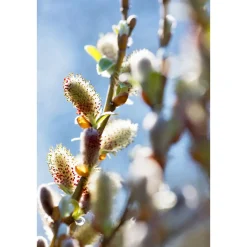 Plantiflor Hängekätzchenweide Topf Durchmesser 17 cm