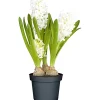Plantiflor Hyazinthe 3er Topf Durchmesser 10,5 cm