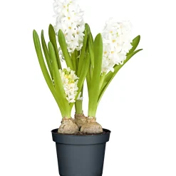 Plantiflor Hyazinthe 3er Topf Durchmesser 10,5 cm