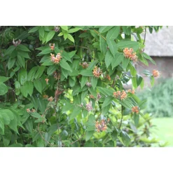 Plantiflor Immergrünes Geißblatt Topf Durchmesser 17 cm