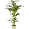 Plantiflor Kentia Palme 110 cm Topf 21 cm