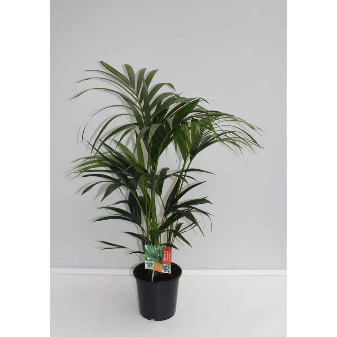 Plantiflor Kentia Palme 110 cm Topf 21 cm